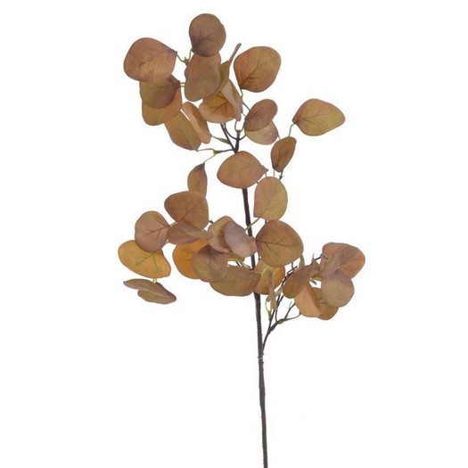 Ευκάλυπτος κλαδί, 70cm, light brown
