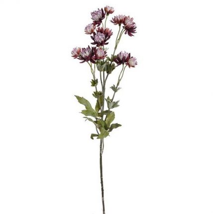 Λουλούδι αστραντία, 66cm, purple
