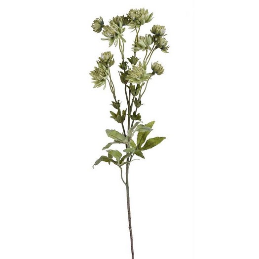 Λουλούδι αστραντία, 66cm, green