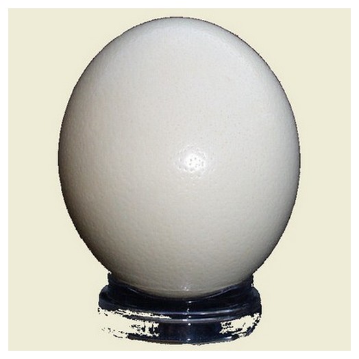 Αυγό στρουθοκαμήλου φυσικό