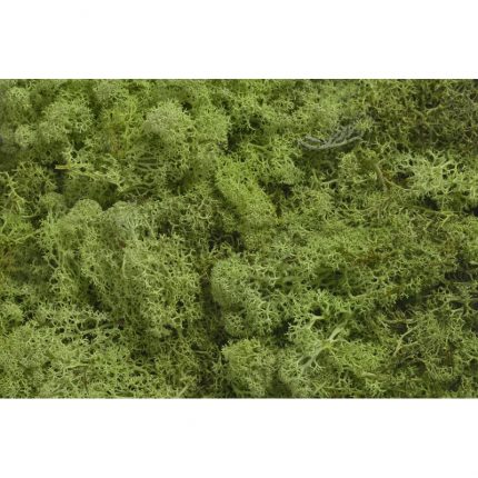 Βρύα φυσικό (Moss) χρώμα πράσινο μήλο, 250gr