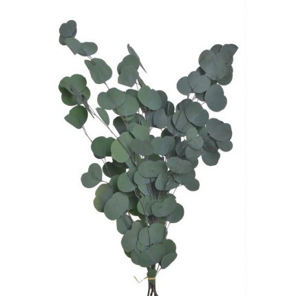 Ευκάλυπτος κλαδί τεχνητό, 60cm, πράσινο