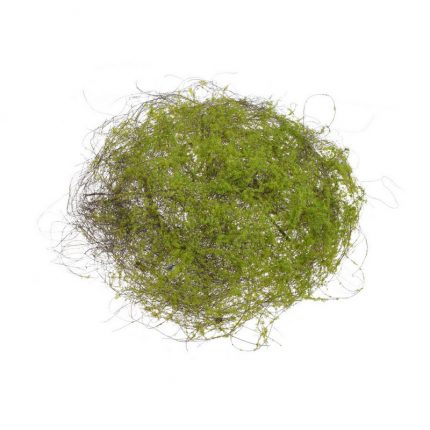 Moss πράσινο φωλιά, 30cm
