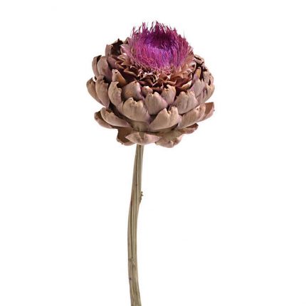 Αποξηραμένο λουλούδι αγκινάρας, 20-30cm